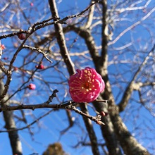 紅梅咲きました！