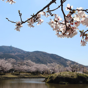 北条大池の桜