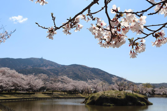 北条大池の桜