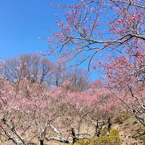 本日の梅林。