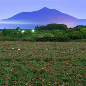 夏の楽しみ方