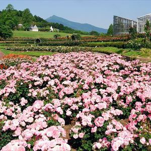 茨城県フラワーパーク